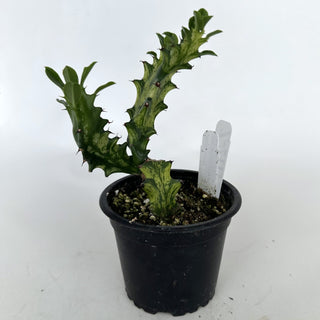 Z-2111 - Euphorbia mayurnathanii variegata