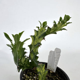 Z-2111 - Euphorbia mayurnathanii variegata