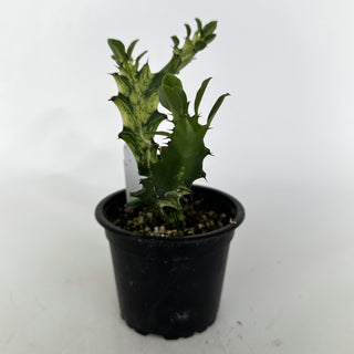 Z-2111 - Euphorbia mayurnathanii variegata