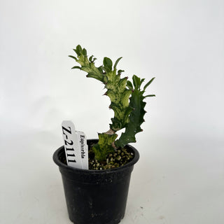 Z-2111 - Euphorbia mayurnathanii variegata