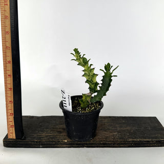 Z-2111 - Euphorbia mayurnathanii variegata