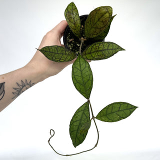 Z-2112 - Hoya finlaysonii