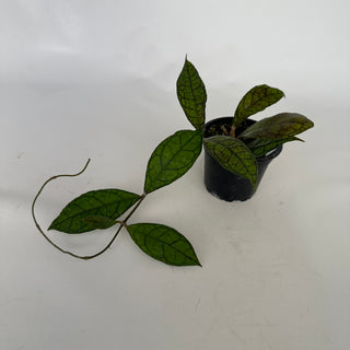 Z-2112 - Hoya finlaysonii