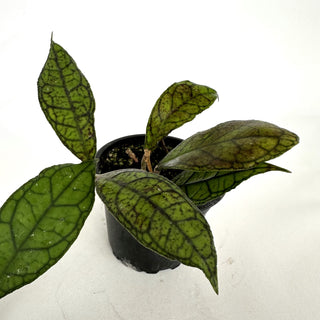 Z-2112 - Hoya finlaysonii