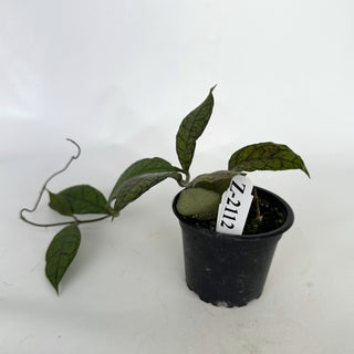 Z-2112 - Hoya finlaysonii