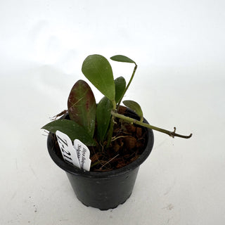 Z-2113 - Hoya finlaysonii ‘Sohgkhla’ **2nd Release**