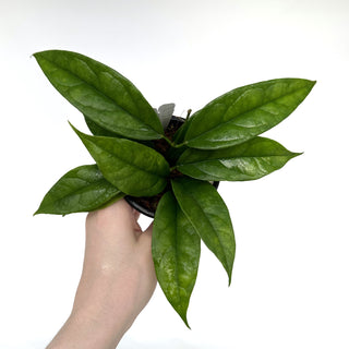 Z-2114 - Hoya chewiorum