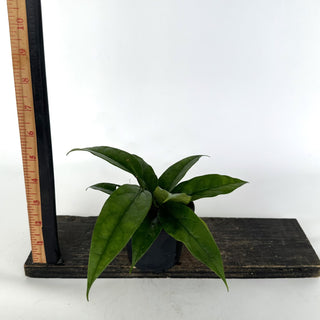 Z-2114 - Hoya chewiorum
