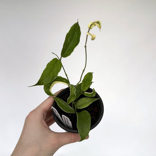 Z-2116 - Hoya kenjiana albo-marginata