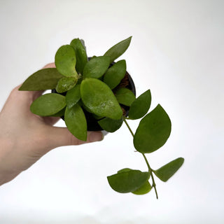 Z-2117 - Hoya myrmecopa **2nd Release**