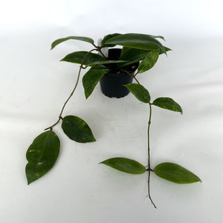 Z-2118 - Hoya ilagorium (yellow) **2nd Release**