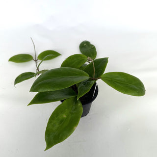 Z-2118 - Hoya ilagorium (yellow) **2nd Release**