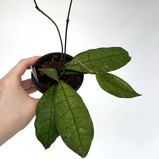 Z-2119 - Hoya peninsularis