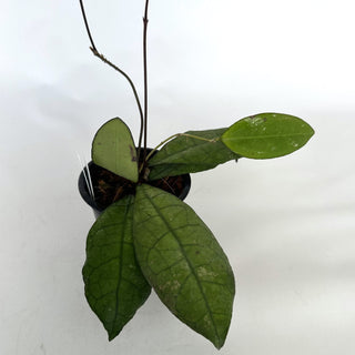 Z-2119 - Hoya peninsularis