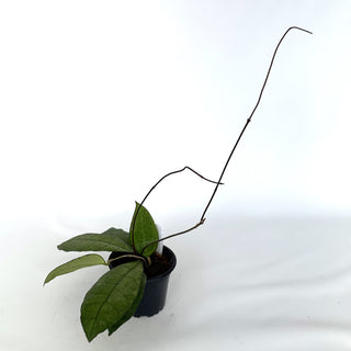 Z-2119 - Hoya peninsularis