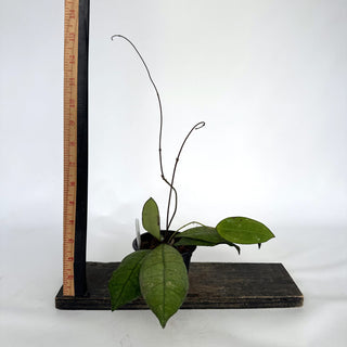 Z-2119 - Hoya peninsularis