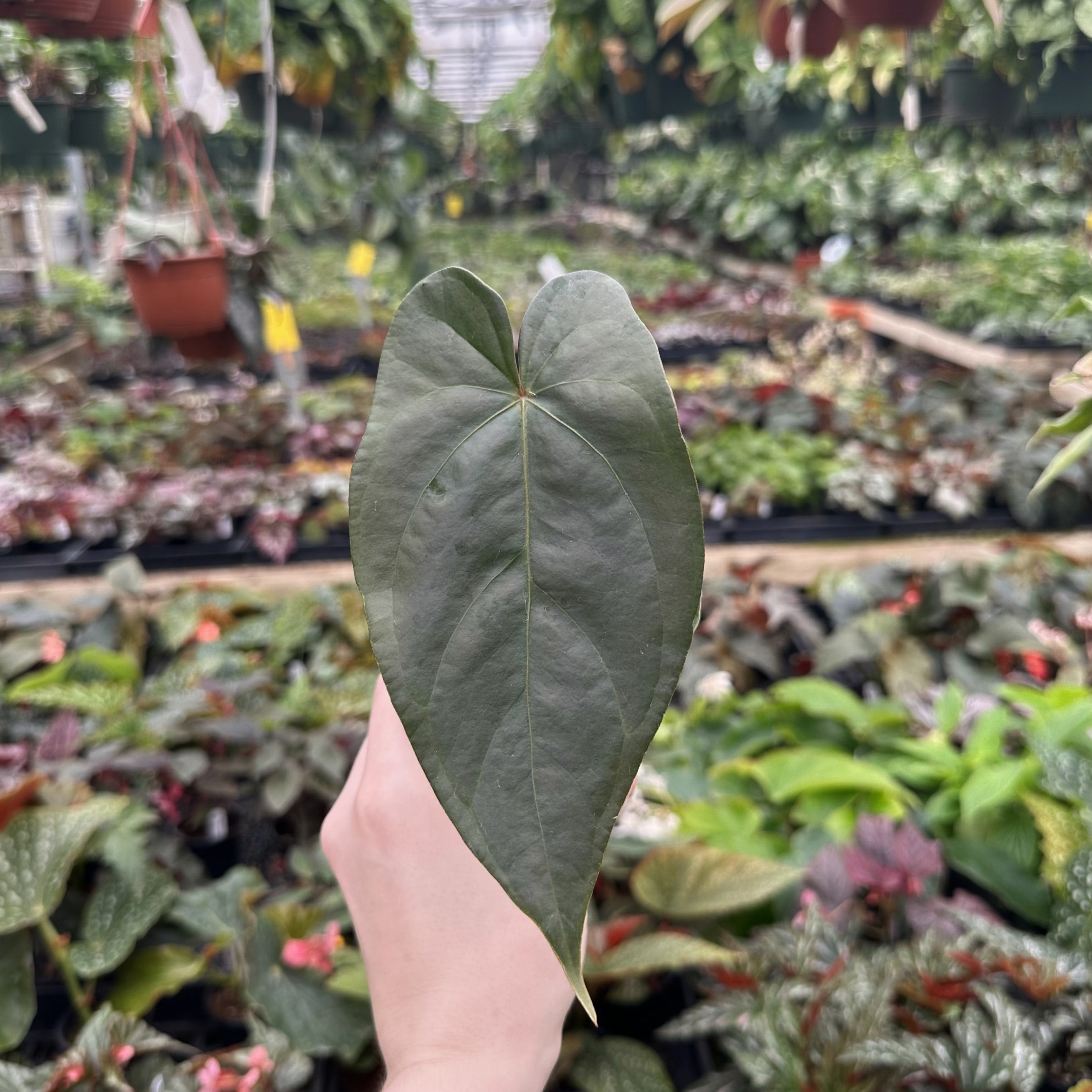 anthurium magnificum size Anthurium magnificum/crystallinum x nigrolaminum 'Gigi'