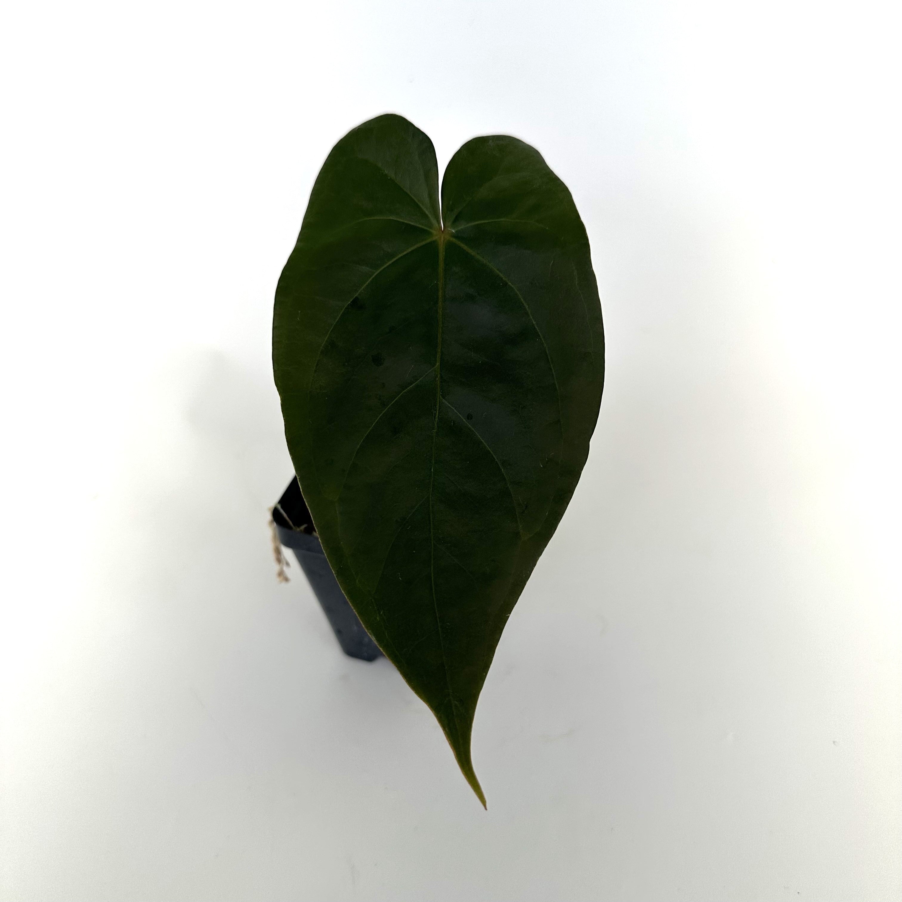 anthurium magnificum vs crystallinum Anthurium magnificum/crystallinum x nigrolaminum 'Gigi'