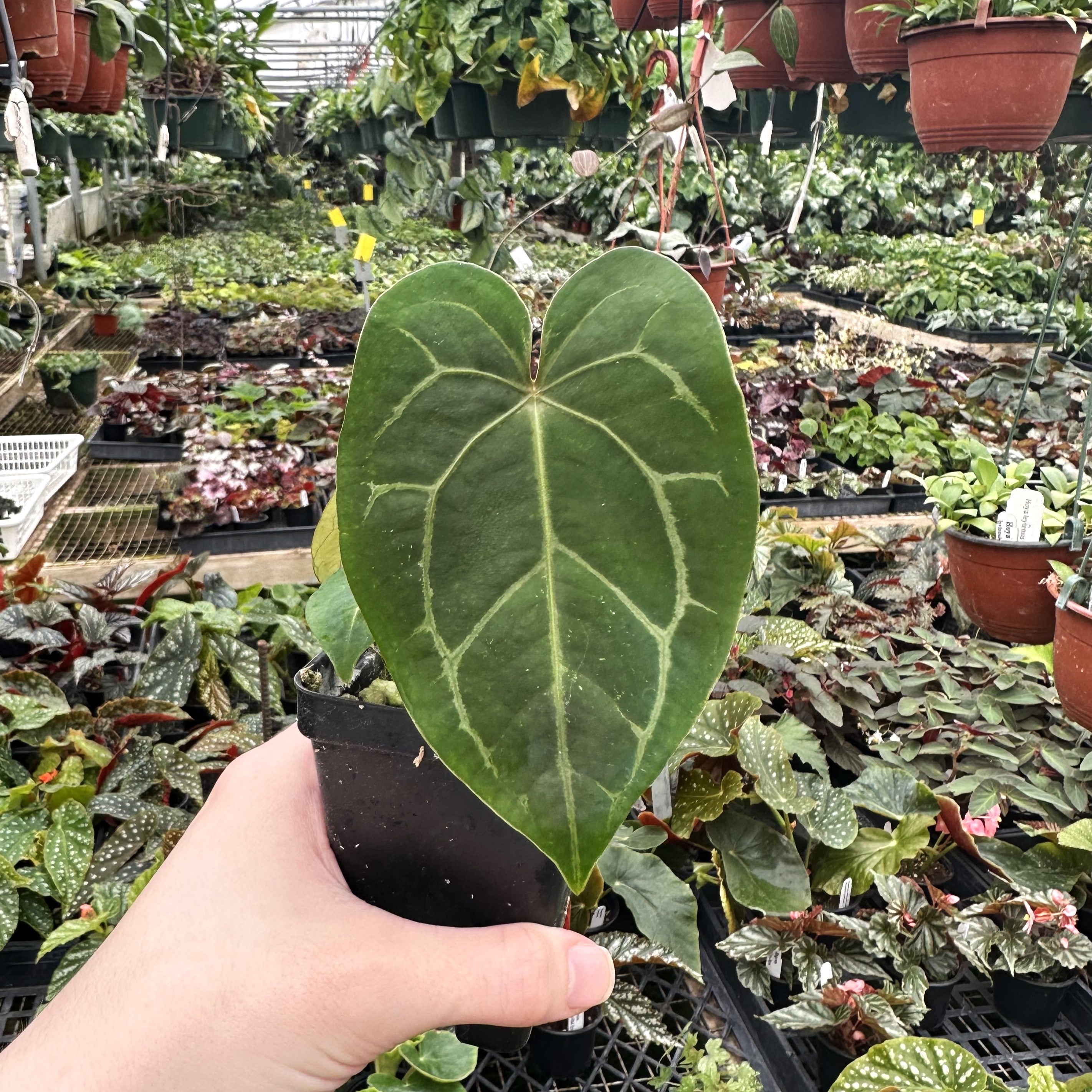 anthurium plant no bloom Anthurium 'Not The Mama'/forgetii x unknown – Steve's Leaves