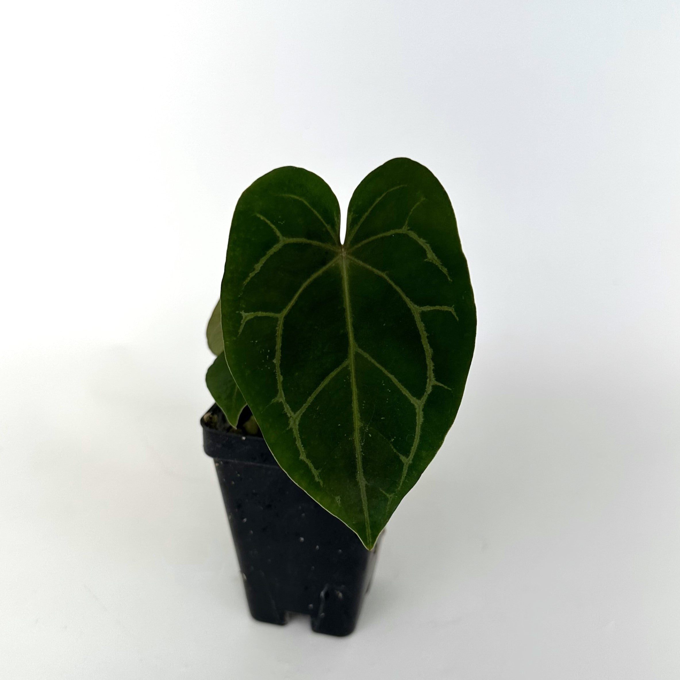 anthurium no flowers Anthurium 'Not The Mama'/forgetii x unknown – Steve's Leaves