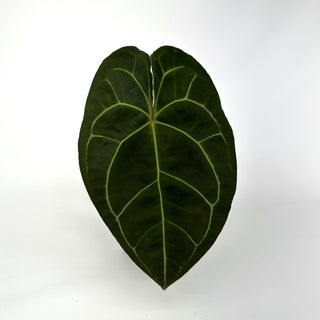 Anthurium 'Not The Mama'/forgetii x unknown