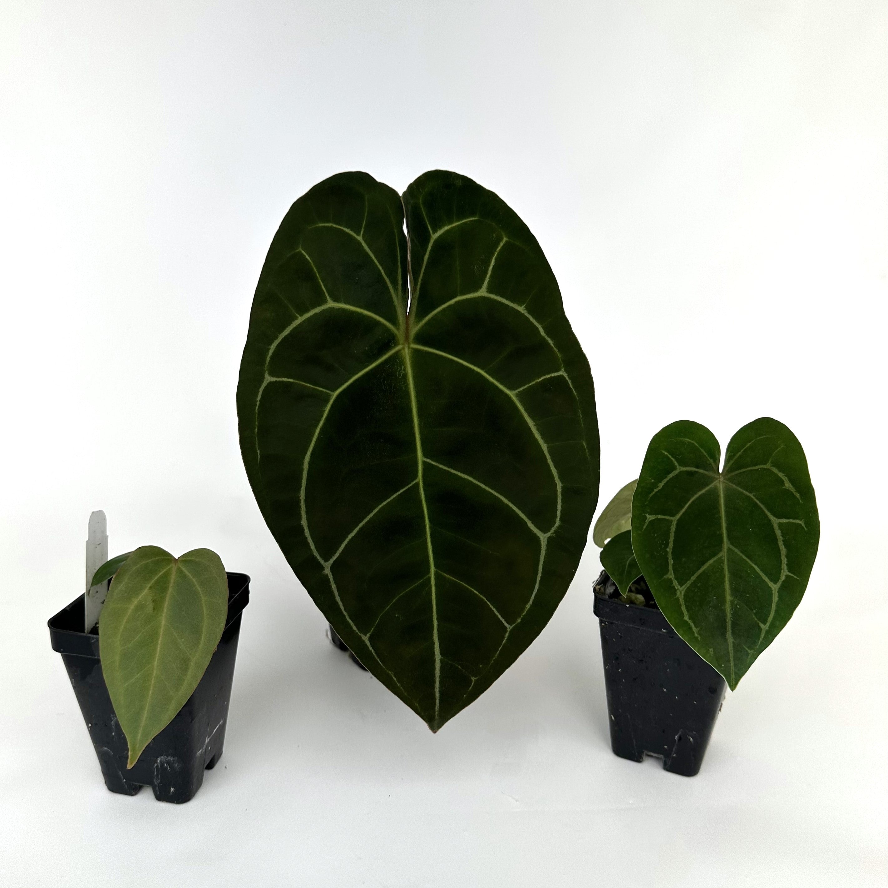 anthurium not growing Anthurium 'Not The Mama'/forgetii x unknown