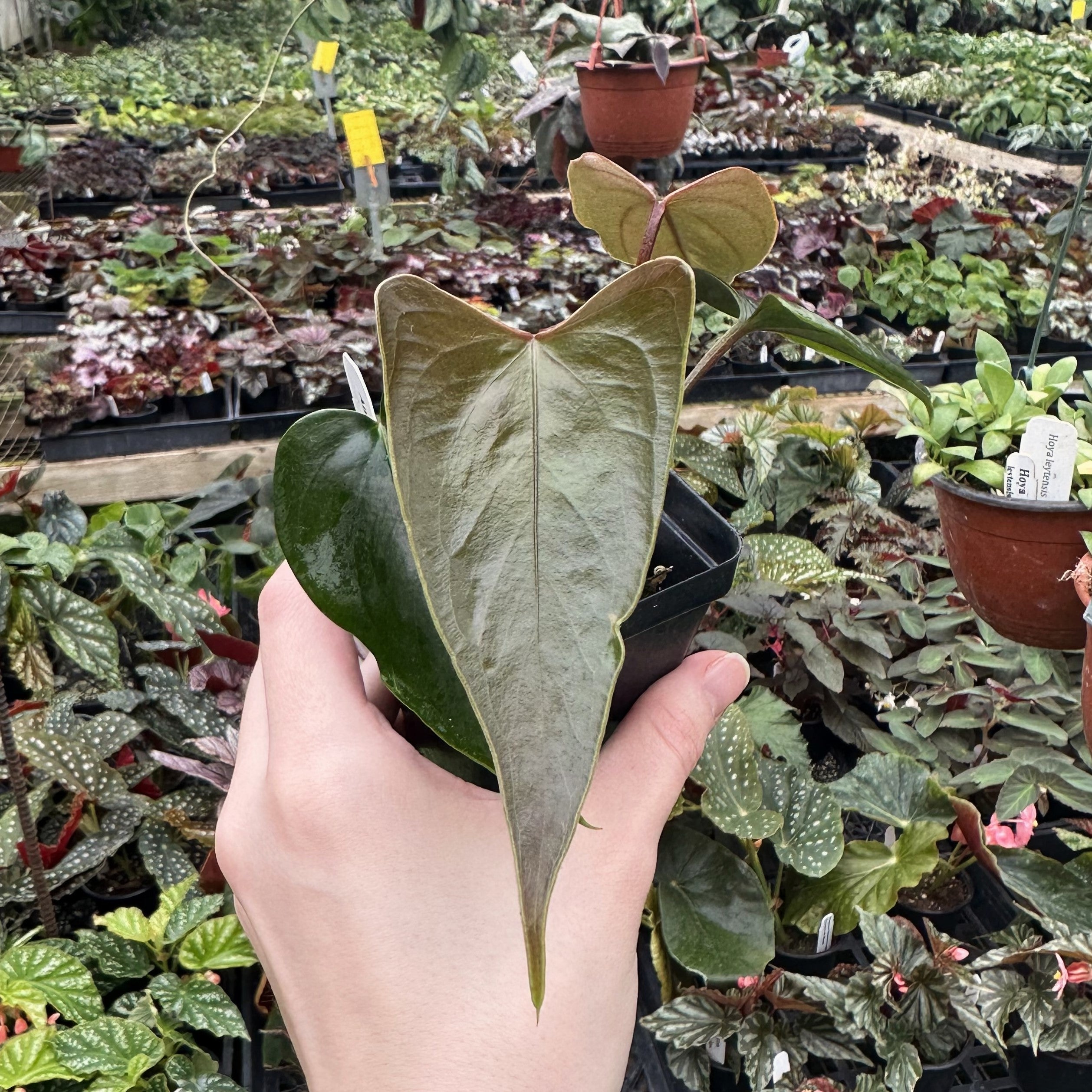 anthurium nigrolaminum gigi care Anthurium nigrolaminum 'Gigi'