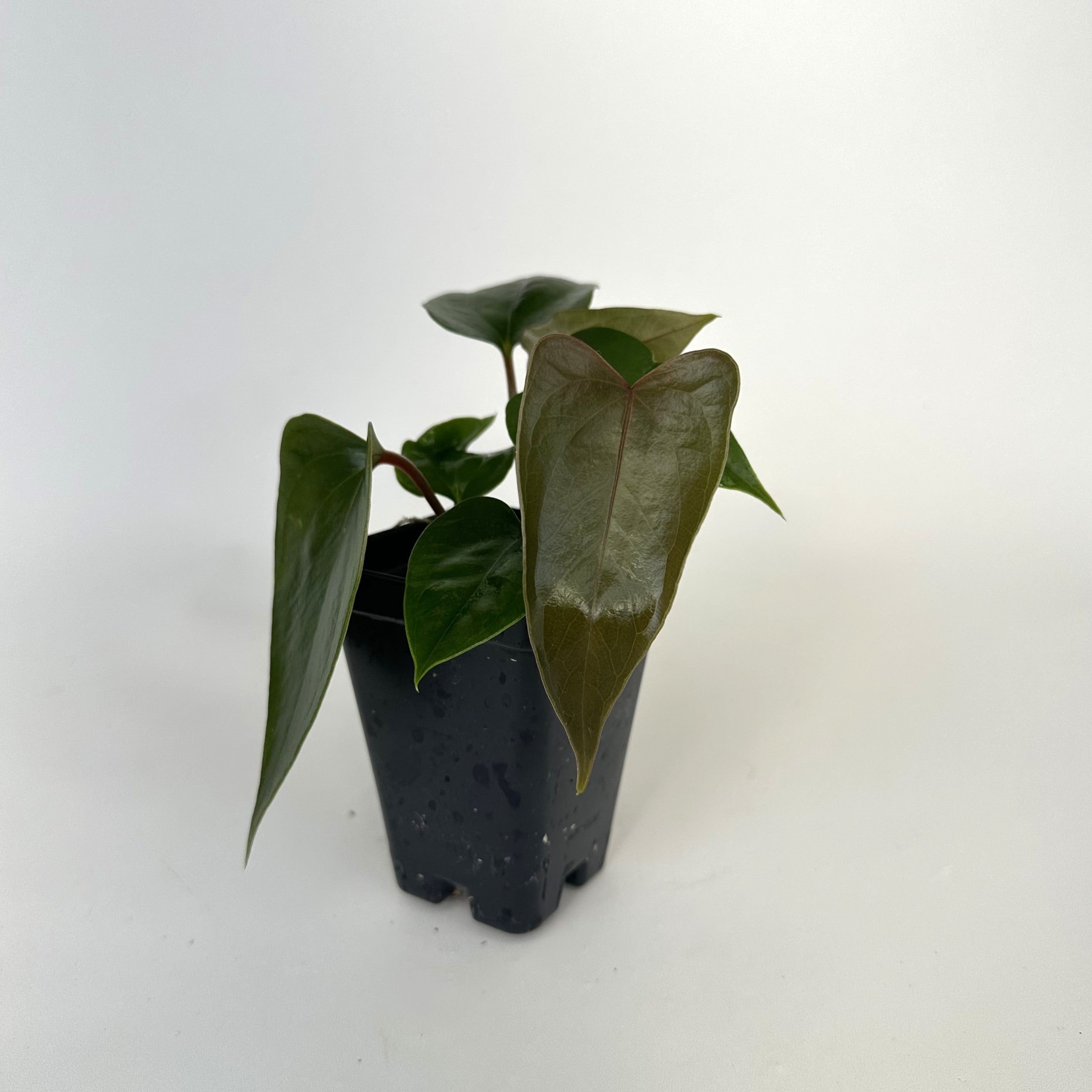 anthurium gigi Anthurium nigrolaminum 'Gigi'