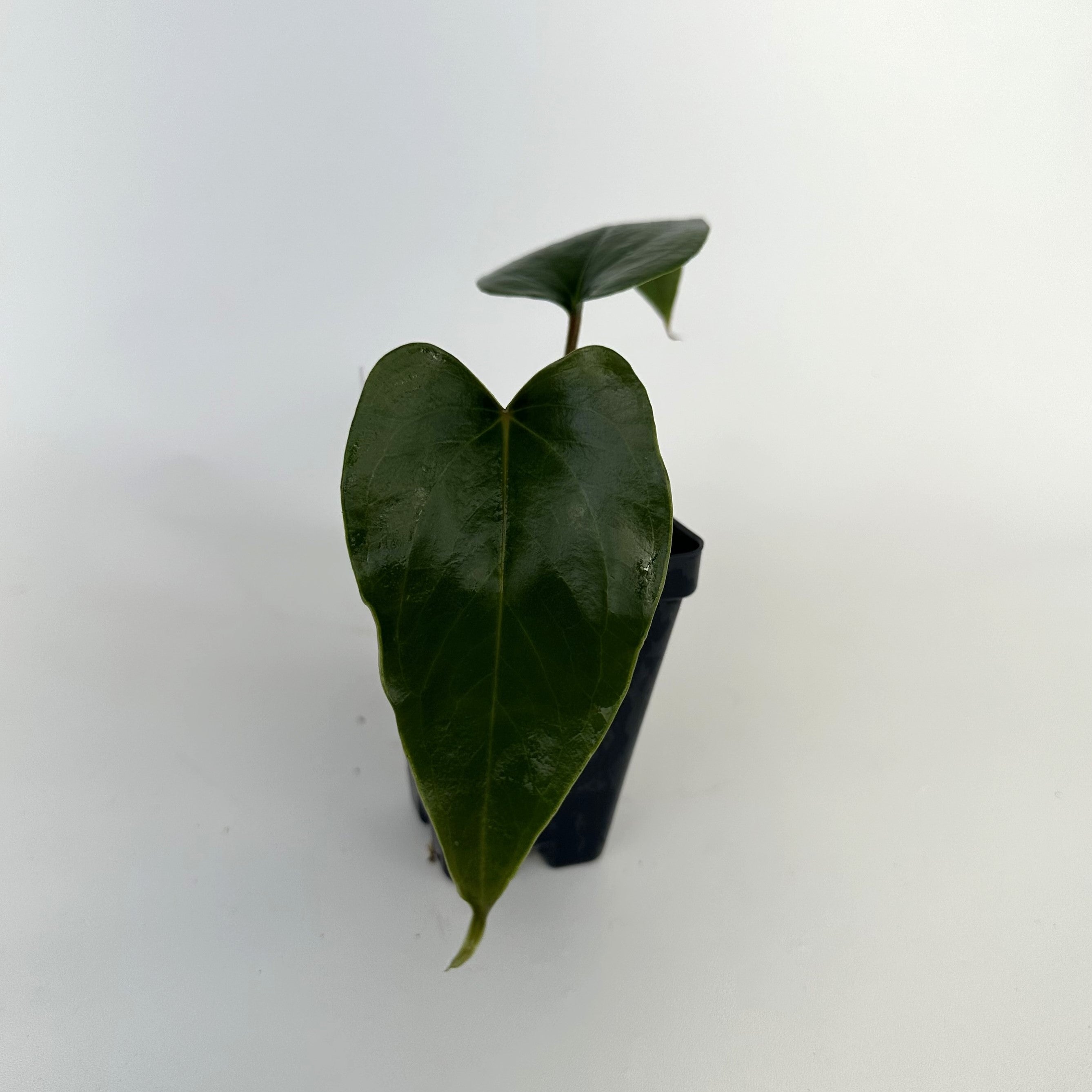 anthurium nigrolaminum gigi care Anthurium nigrolaminum 'Gigi'