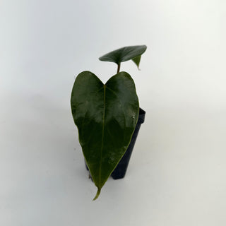 Anthurium nigrolaminum 'Gigi'
