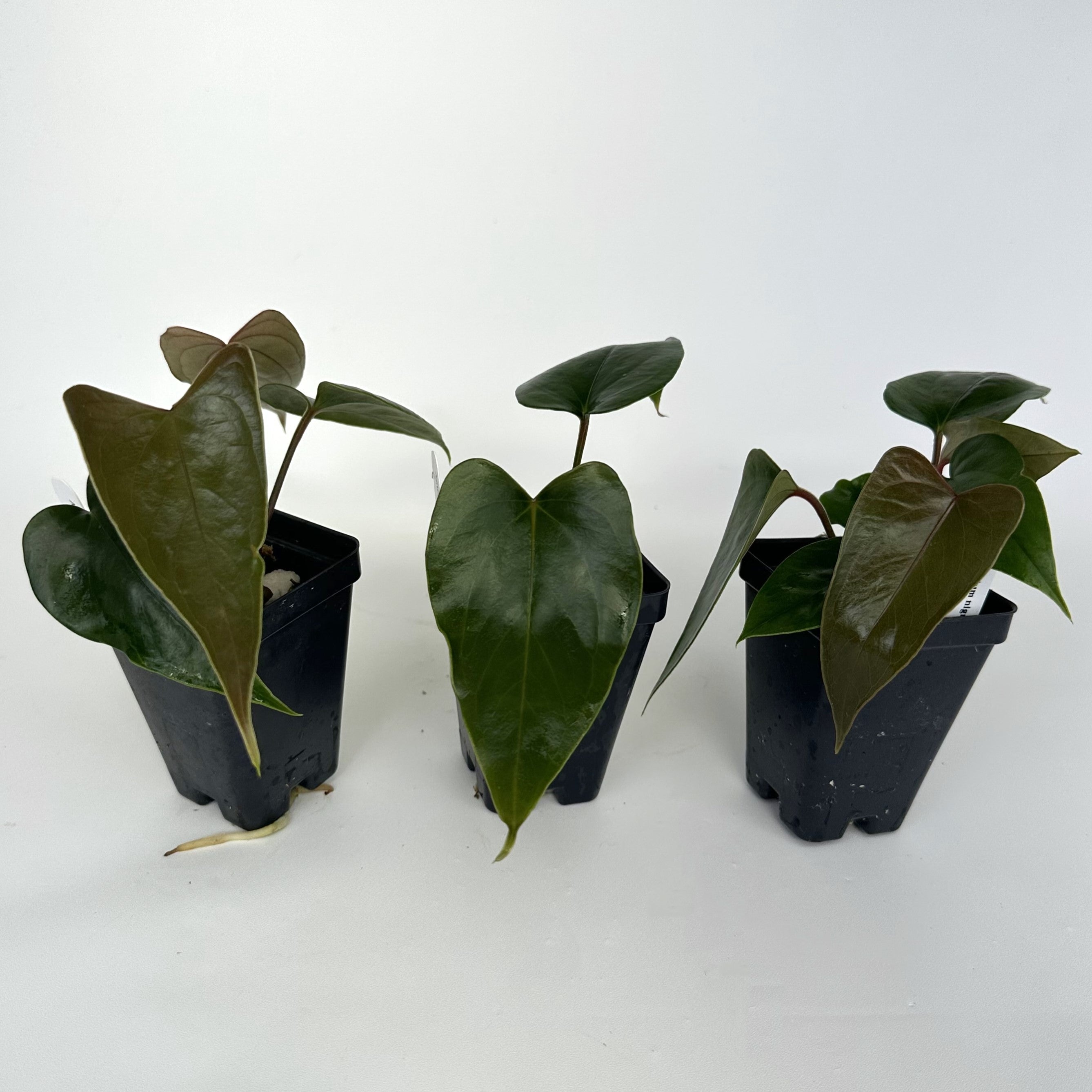 anthurium nigrolaminum gigi care Anthurium nigrolaminum 'Gigi'