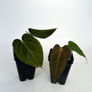 Anthurium 'Prince of Darkness' x carlablackiae