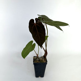 Anthurium 'Not The Mama'/forgetii x 'Amelia's Delight'