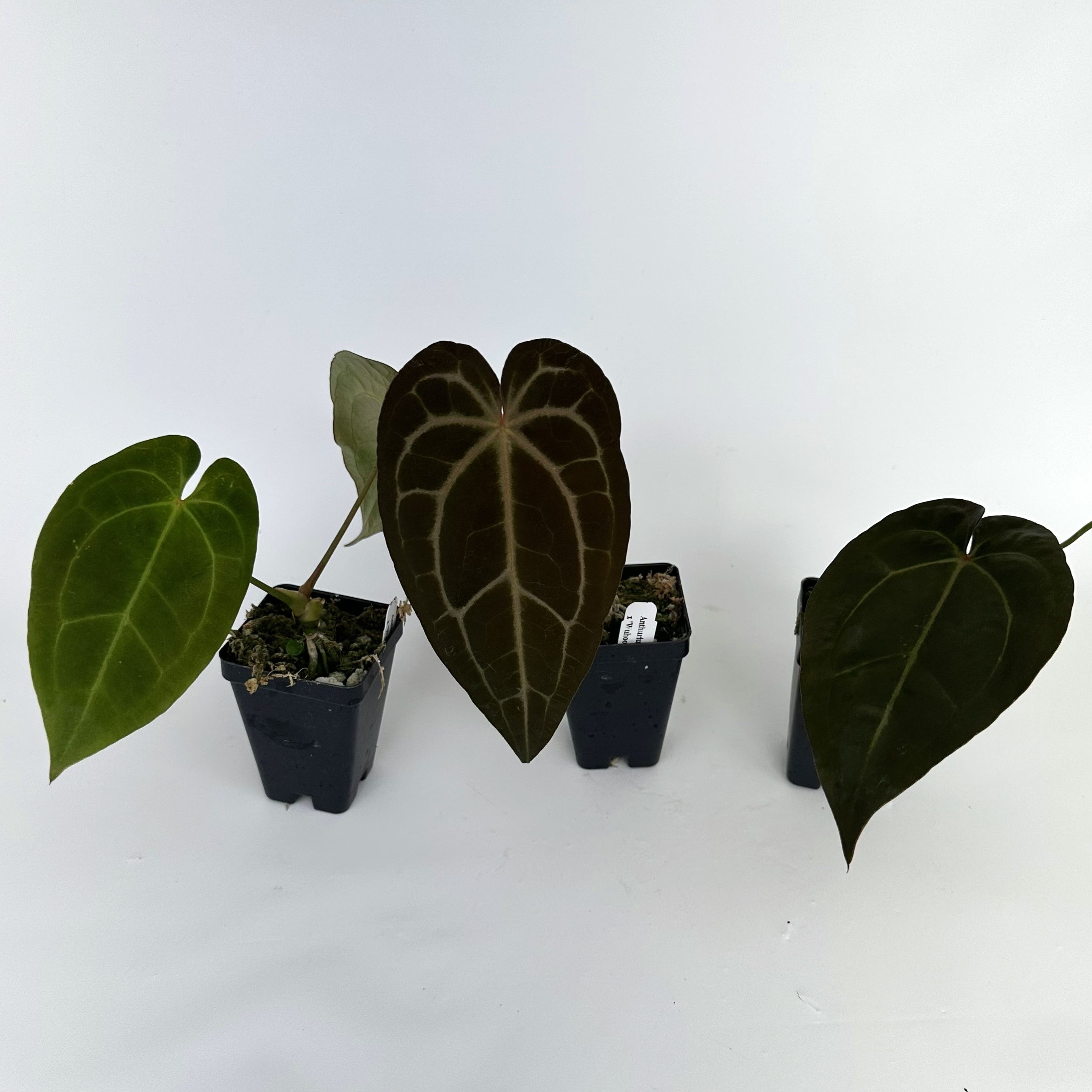 anthurium microphyllum Anthurium magnificum/forgetii x 'Wuhoo's First Night' – Steve's Leaves