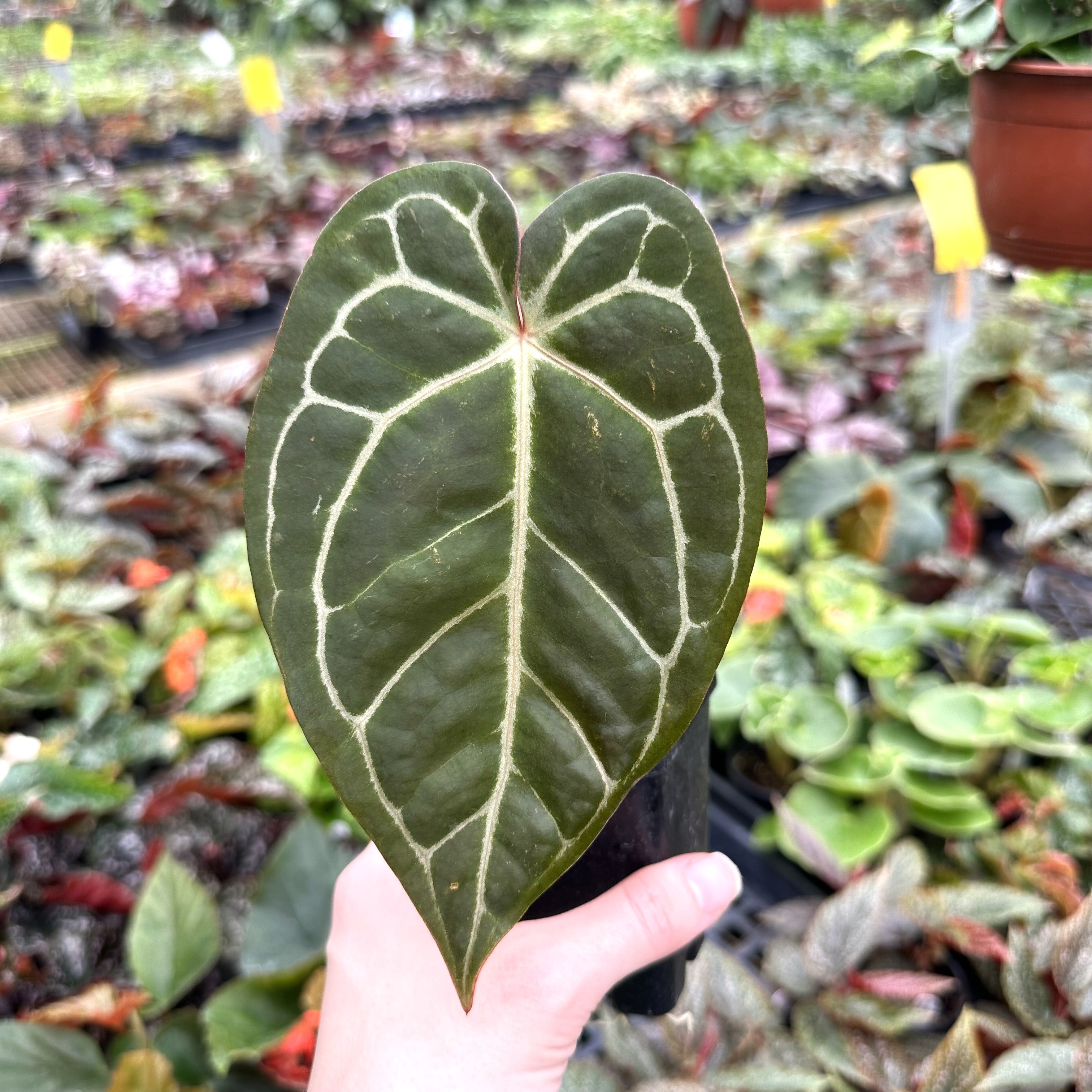 anthurium magnificum care Anthurium magnificum lineage x 'Zara'