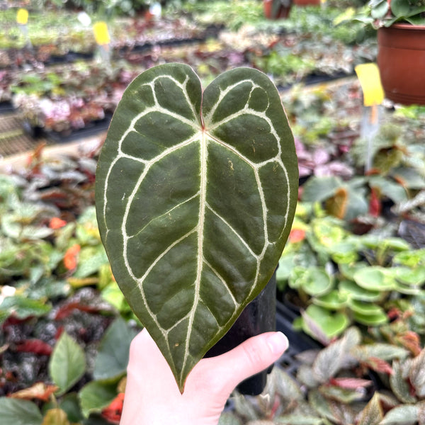 Anthurium magnificum lineage x 'Zara' – Steve's Leaves