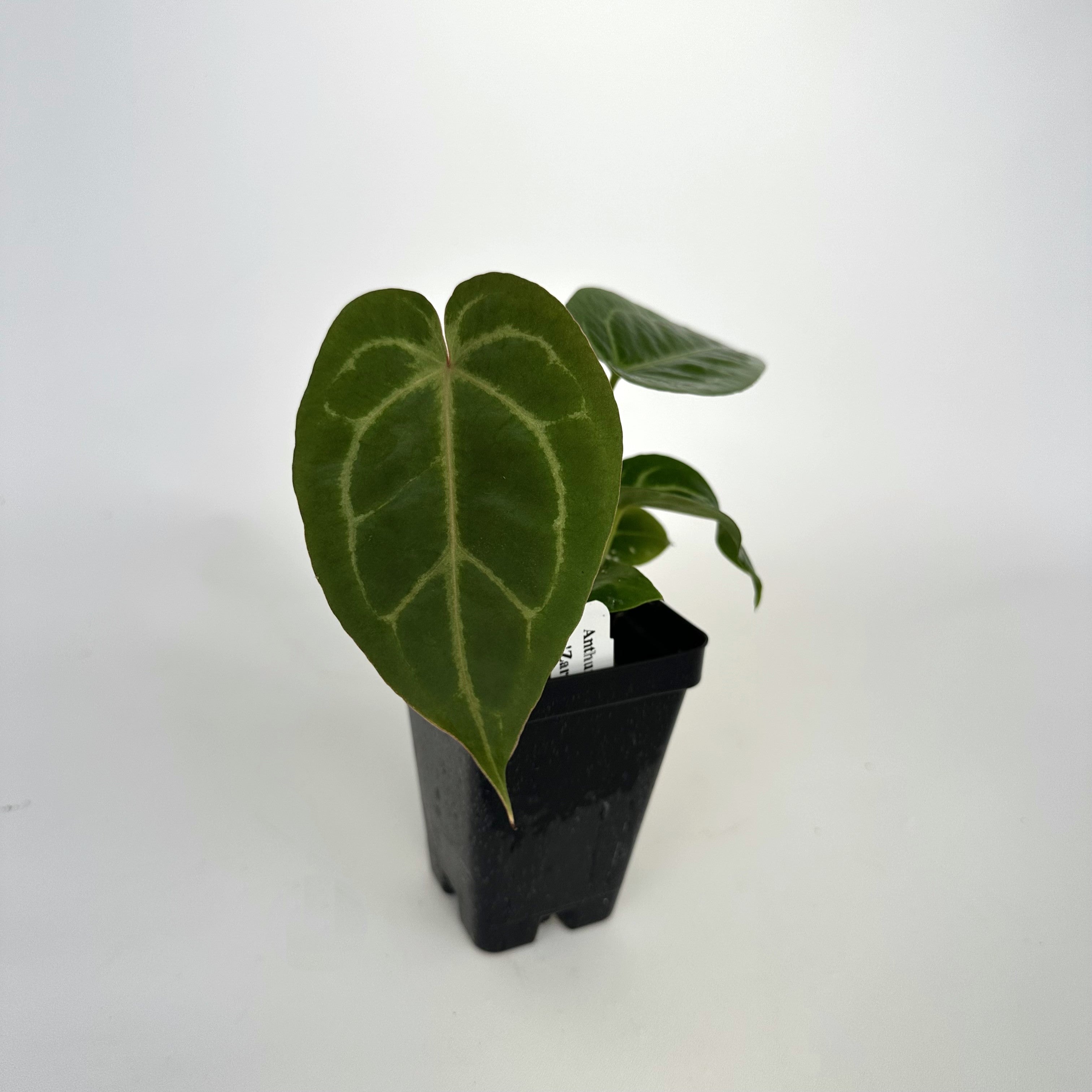 anthurium magnificum seedling Anthurium magnificum lineage x 'Zara'