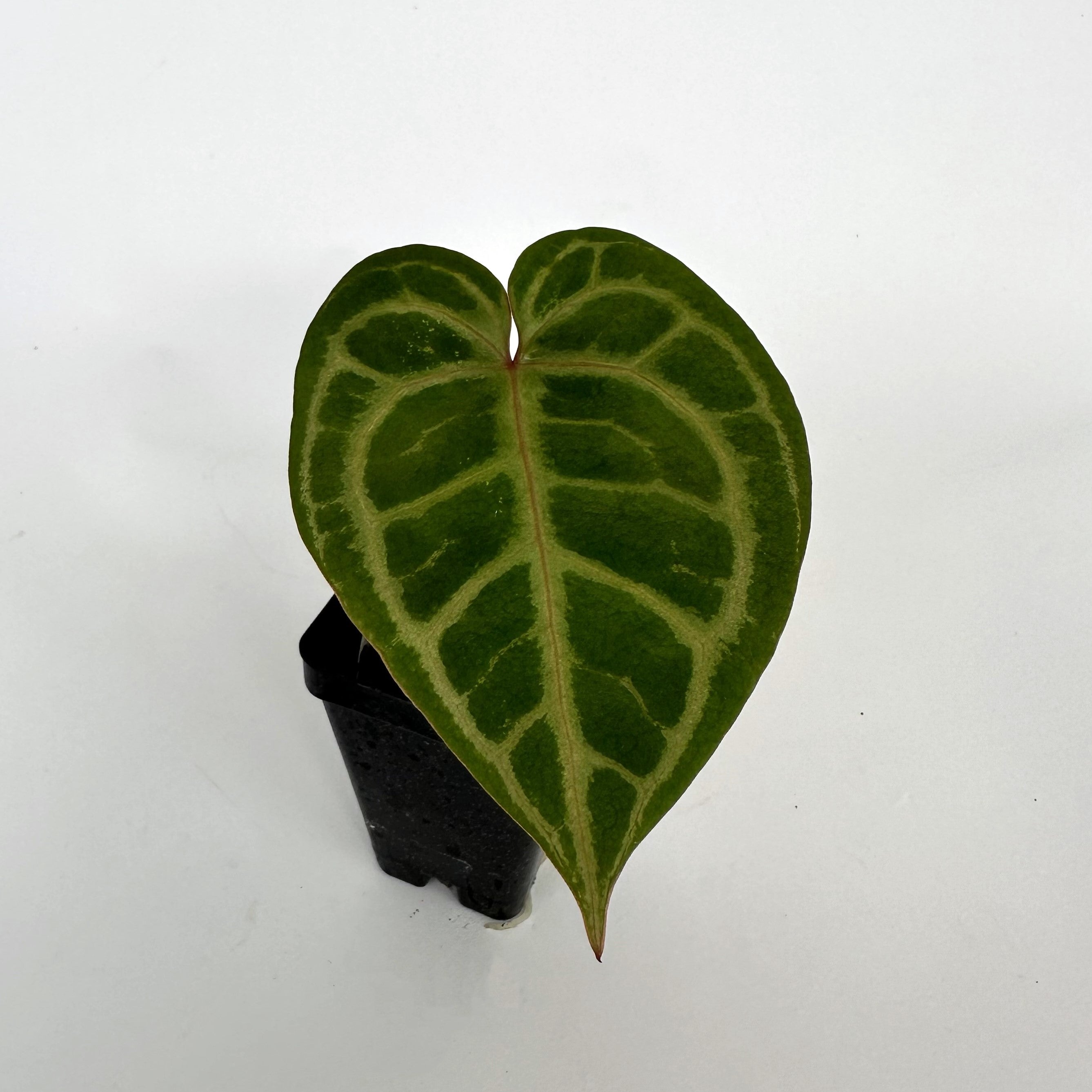 anthurium zig zag Anthurium magnificum lineage x 'Zara'