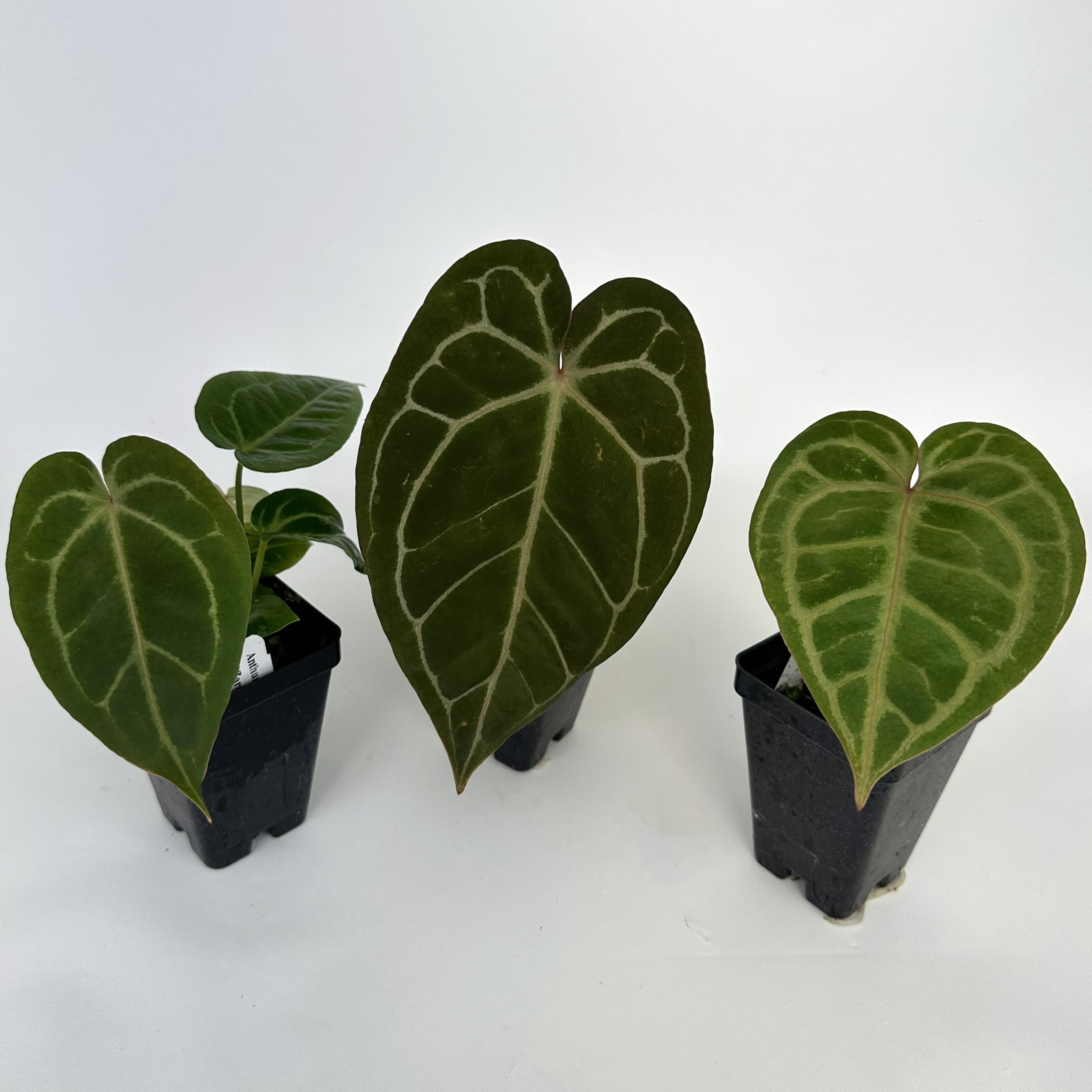 anthurium zafira Anthurium magnificum lineage x 'Zara' – Steve's Leaves