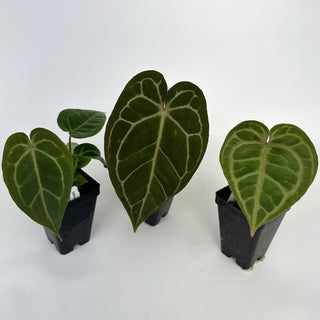 Anthurium magnificum lineage x 'Zara'