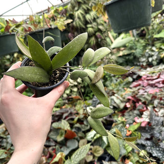 Hoya sp. Sabah “Dragonfly” EPC 960