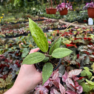 Hoya macrophylla