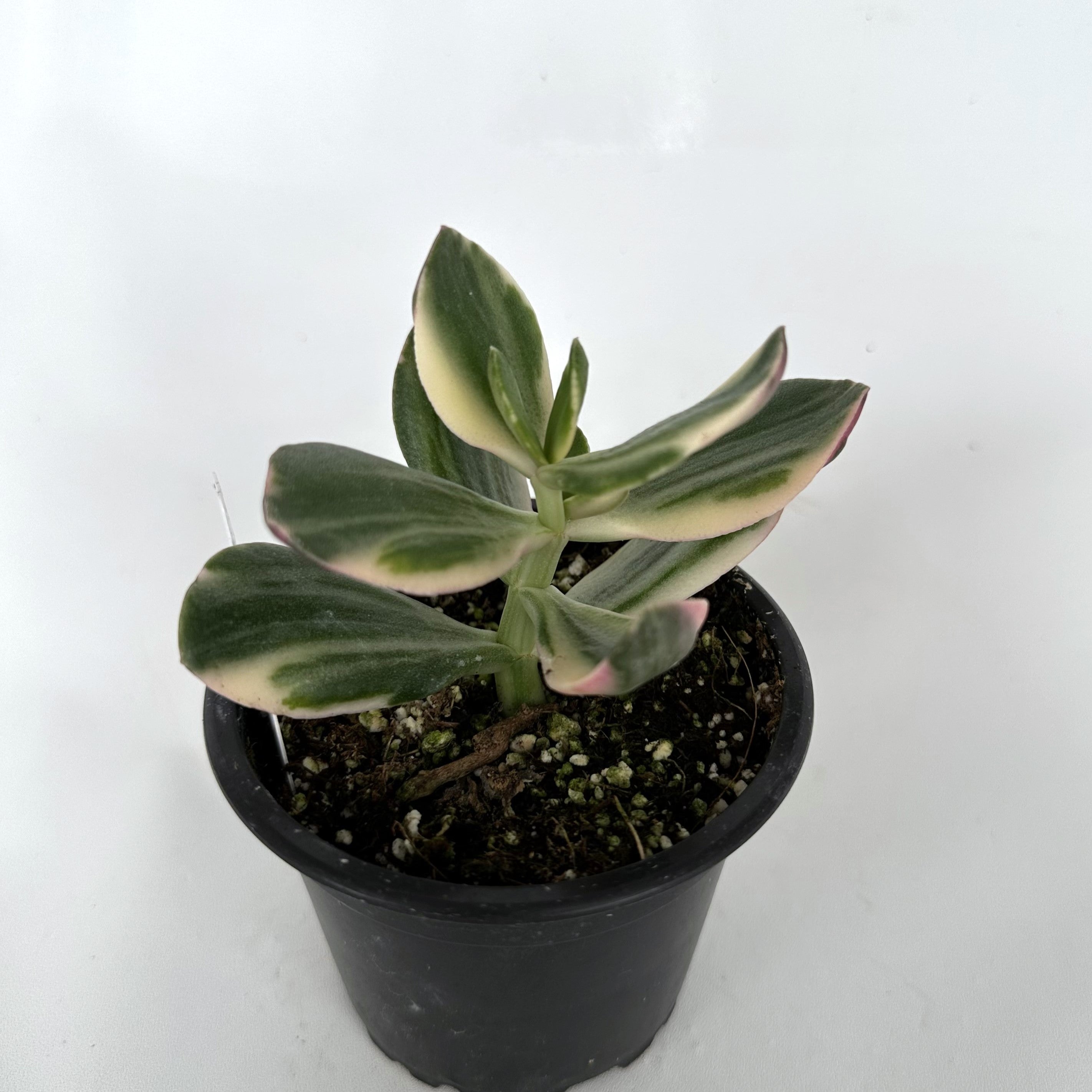green and white jade plant Crassula argentea variegata – Steve's Leaves