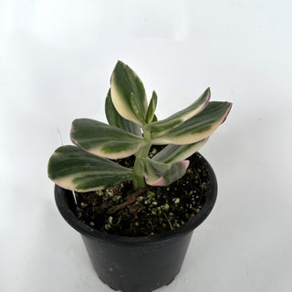 Crassula argentea variegata