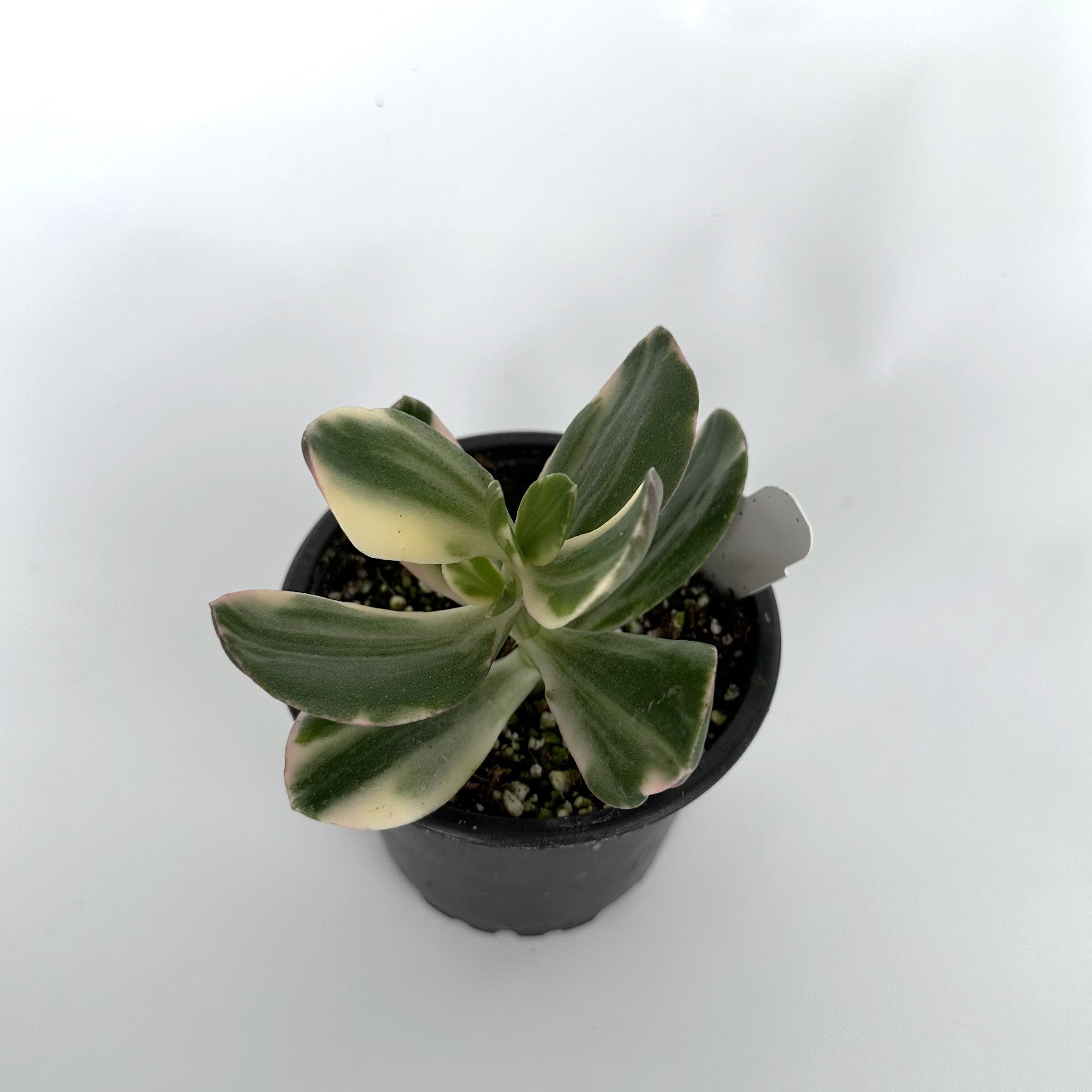 jade plant crassula argentea Crassula argentea variegata – Steve's Leaves