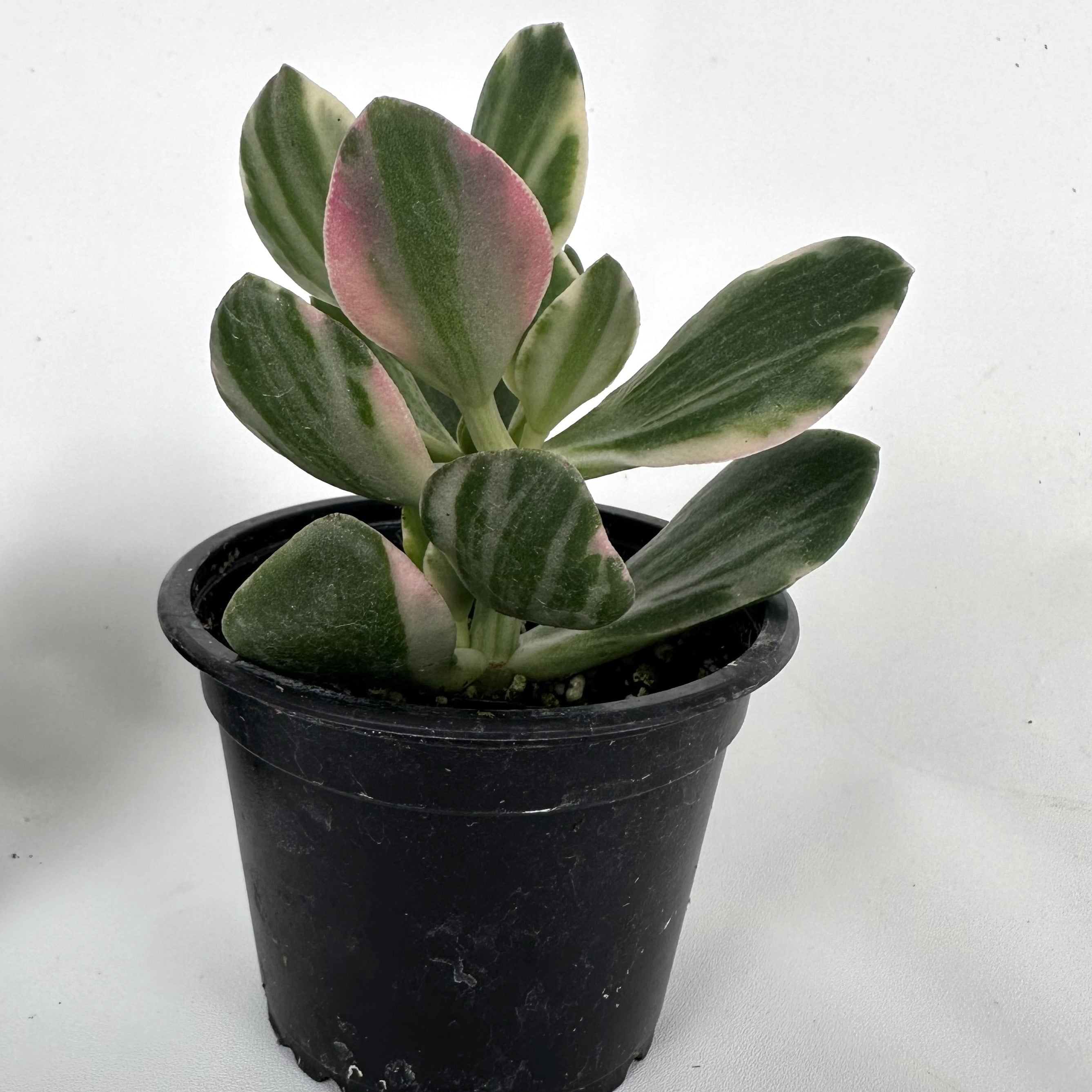 variegated jade plant Crassula argentea variegata – Steve's Leaves