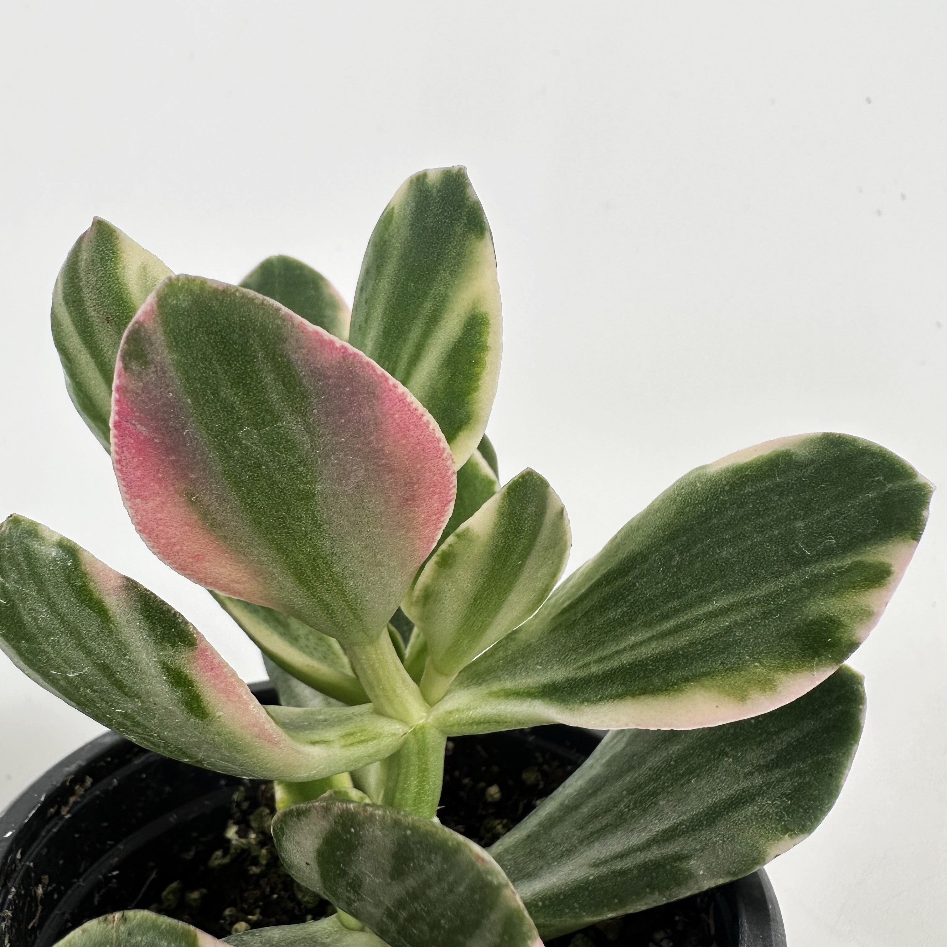 variegated jade plant pink Crassula argentea variegata – Steve's Leaves