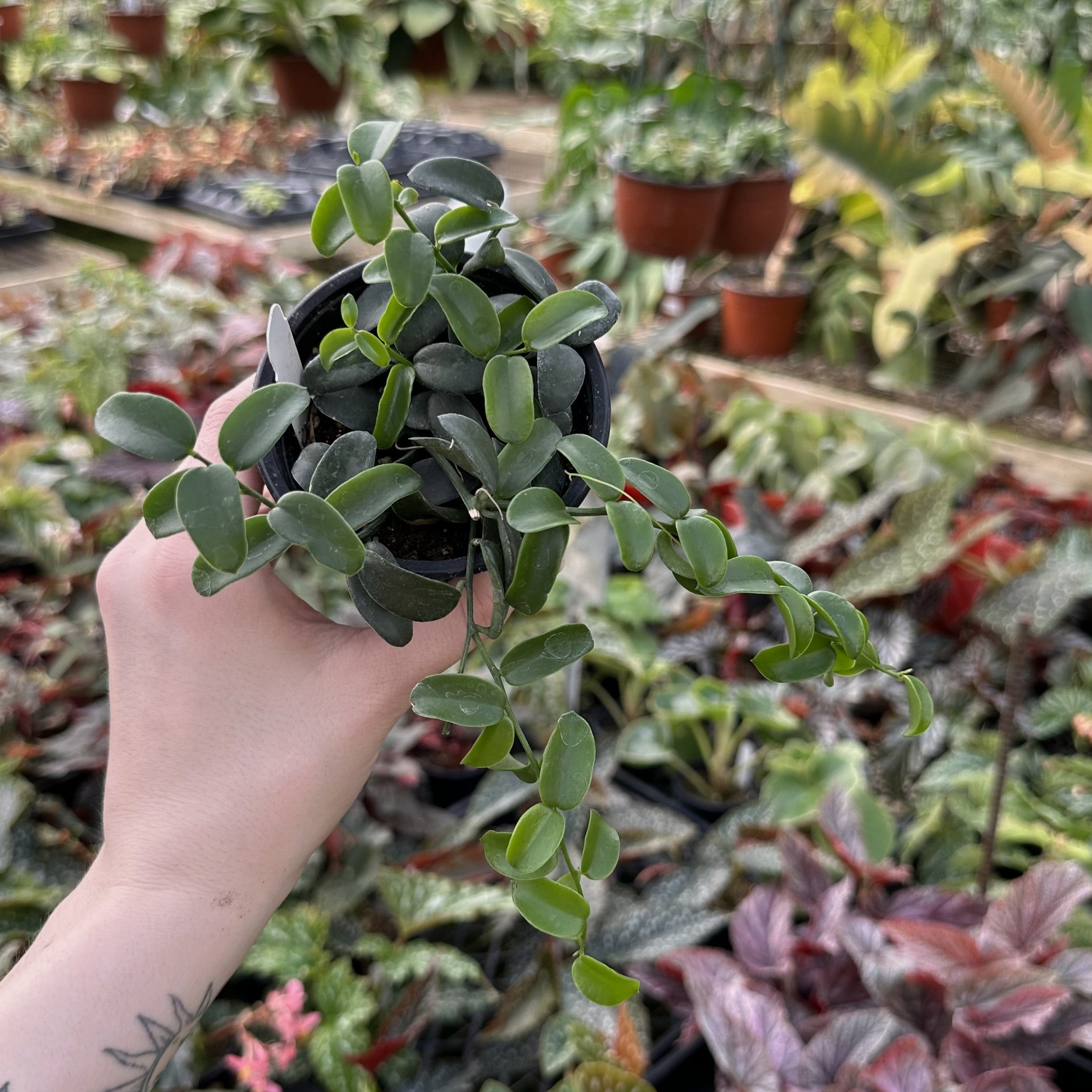 vine succulent Xerosicyos perrieri