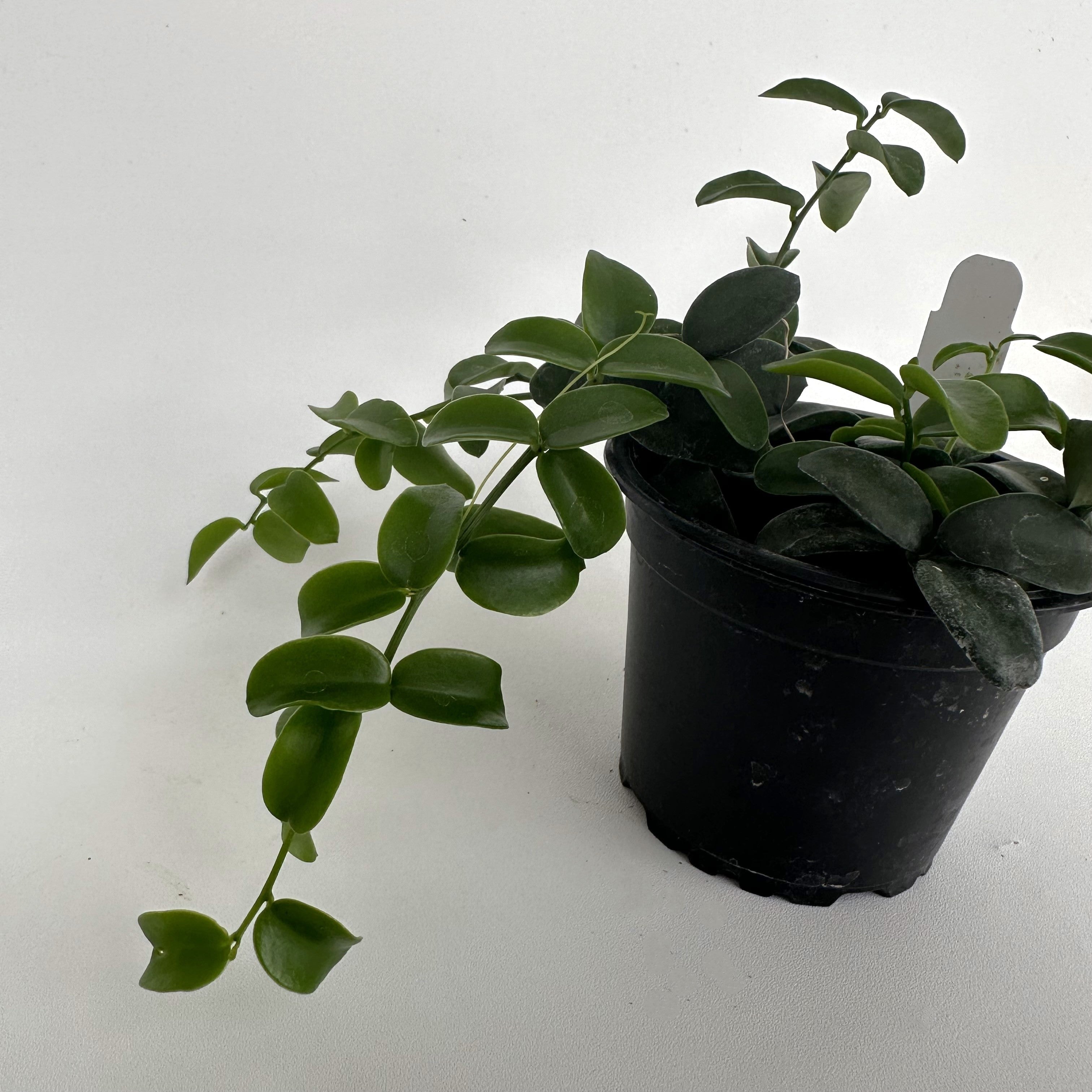 indoor succulent vine Xerosicyos Perrieri | Silver Dollar Vine Succulent