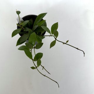 Hoya sipitangensis